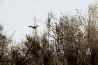 Bird 1
