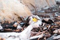 Bird 3